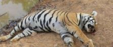 tiger-found-dead